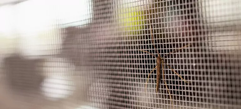 Repair Mosquito Mesh For Windows in Melbourne, FL